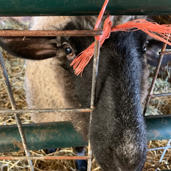 Meet your Posher, Emilee - Picture 1 of 1